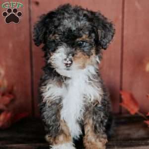 Chuck, Mini Bernedoodle Puppy